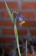 Слика од Fritillaria uva-vulpis Rix