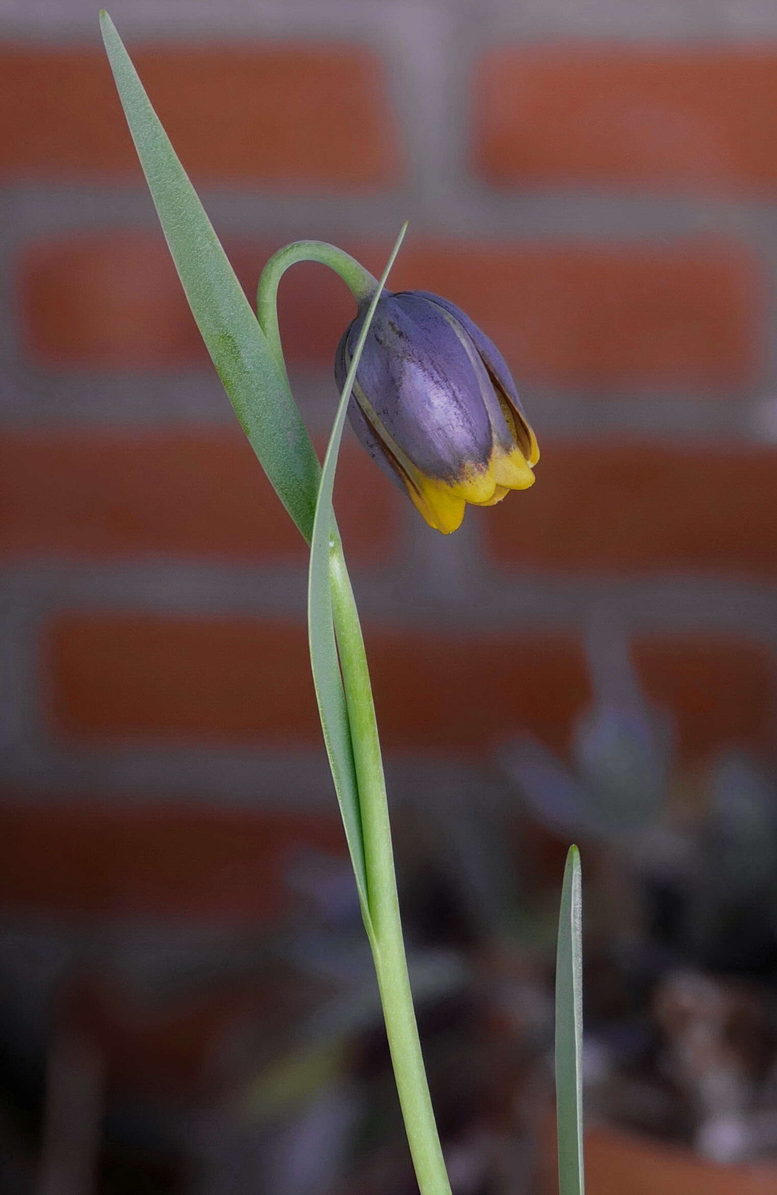 Слика од Fritillaria uva-vulpis Rix