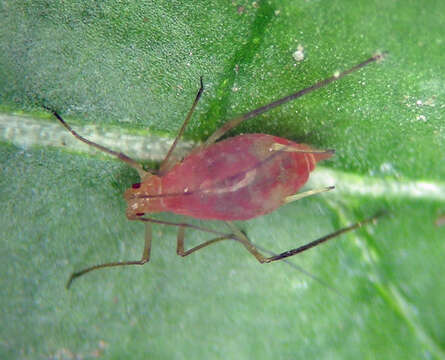 Image of Macrosiphum