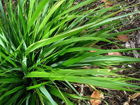 Image of Large Hawaii Love Grass