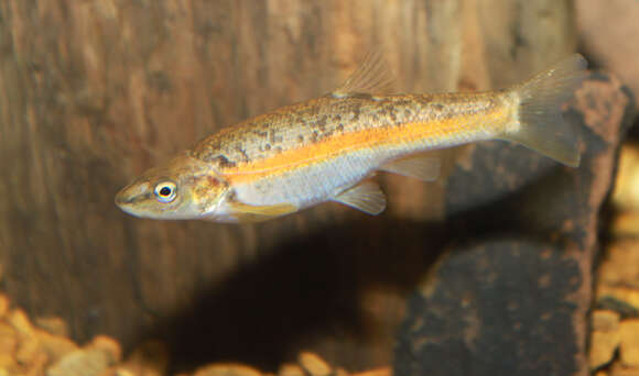 Image of Eastern Blacknose Dace