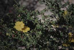 Image of Hibbertia circumdans B. J. Conn