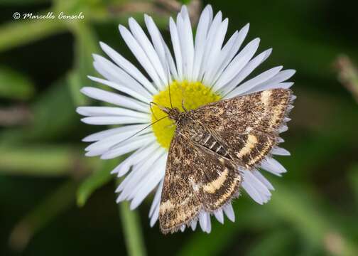 Image of Pyrausta