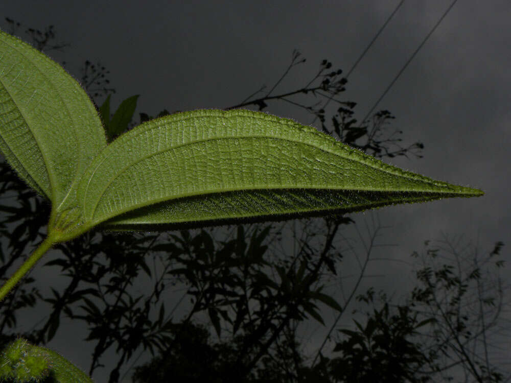 Image of Clidemia capitellata (Bonpl.) D. Don