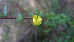 Sivun Hibbertia empetrifolia (DC.) Hoogland kuva