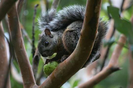 Image of Variegated Squirrel