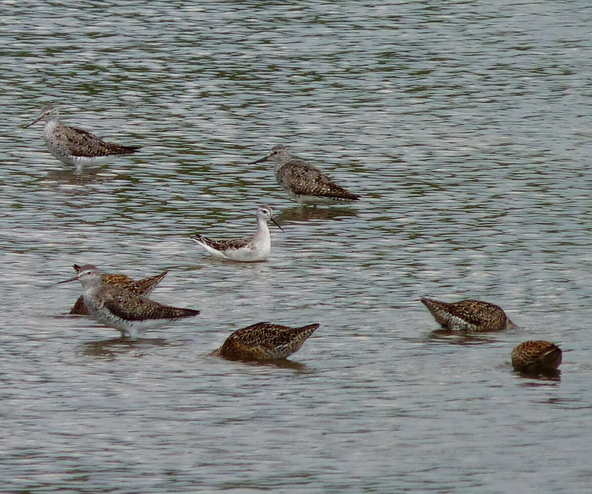 Image of Wilson's Phalarope