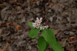 Image of Apocynum androsaemifolium subsp. pumilum (A. Gray) B. Boivin