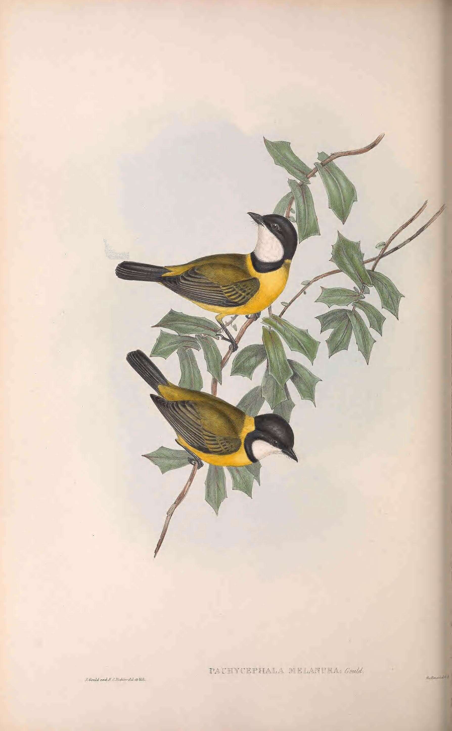 Image of Pachycephala Vigors 1825