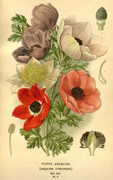 Image of Ranunculaceae
