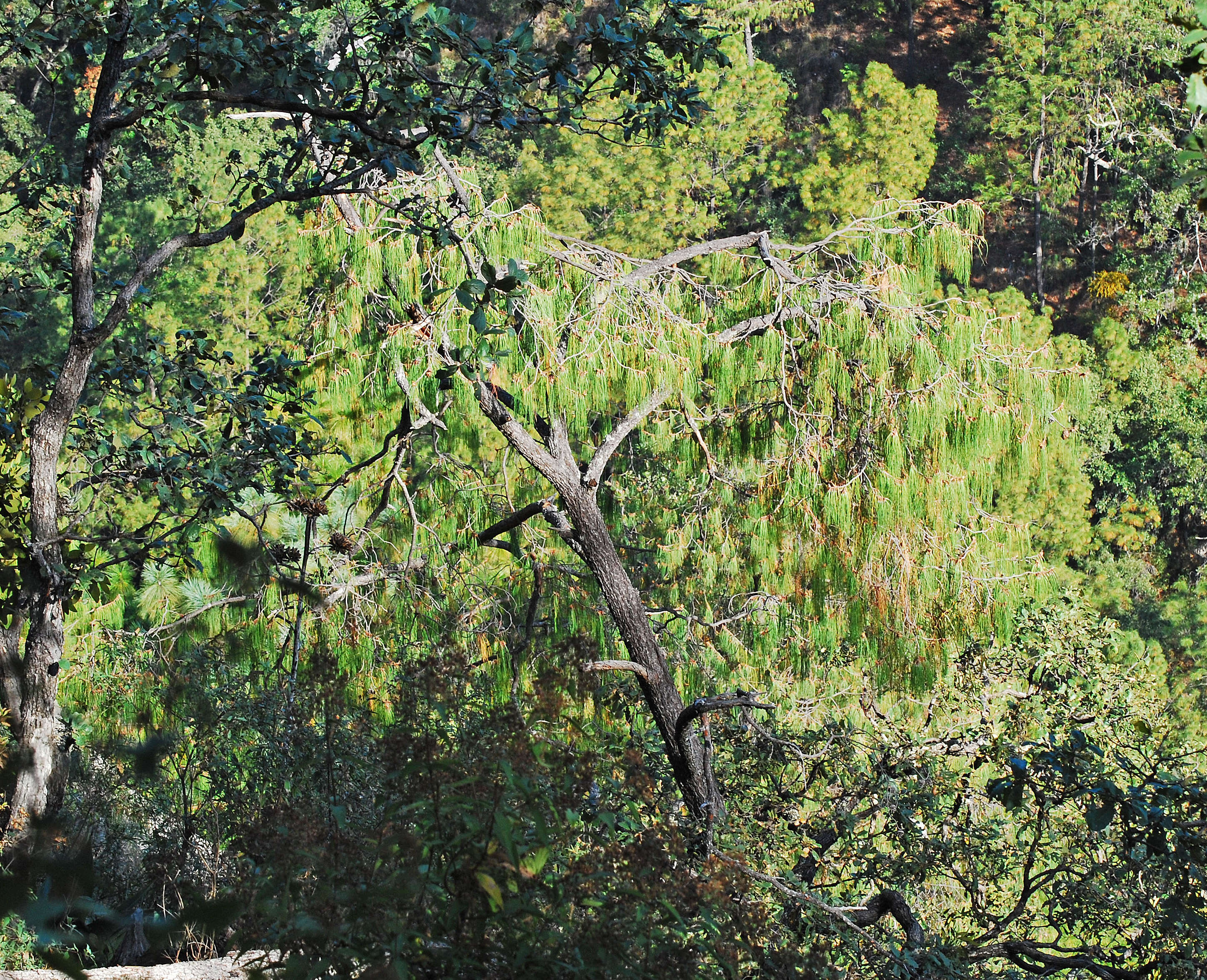 Image de Pinus lumholtzii B. L. Rob & Fernald