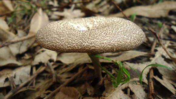 Image of Lentinus