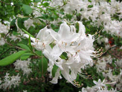 صورة Rhododendron oblongifolium (Small) Millais