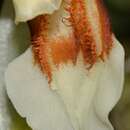 Imagem de Coelogyne septemcostata J. J. Sm.