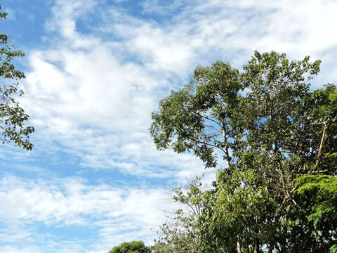 Image of Xylopia sericophylla Standl. & L. O. Williams