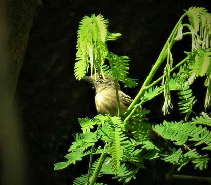 Imagem de Thamnophilus atrinucha Salvin & Godman 1892