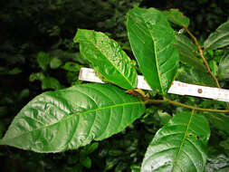 Image of bark cloth tree