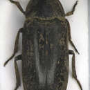 Image of Peruvian Larder Beetle