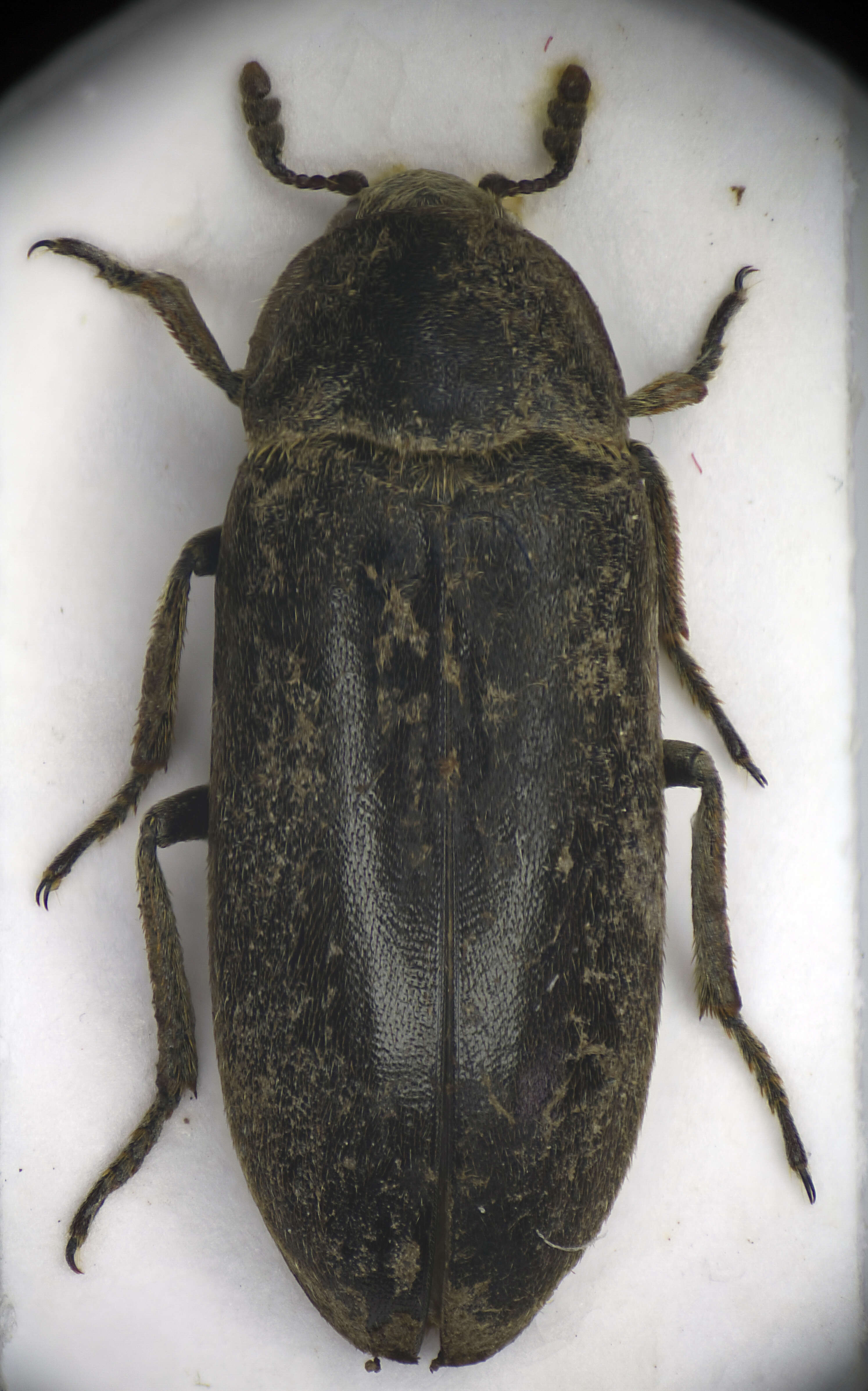 Image of larder beetle