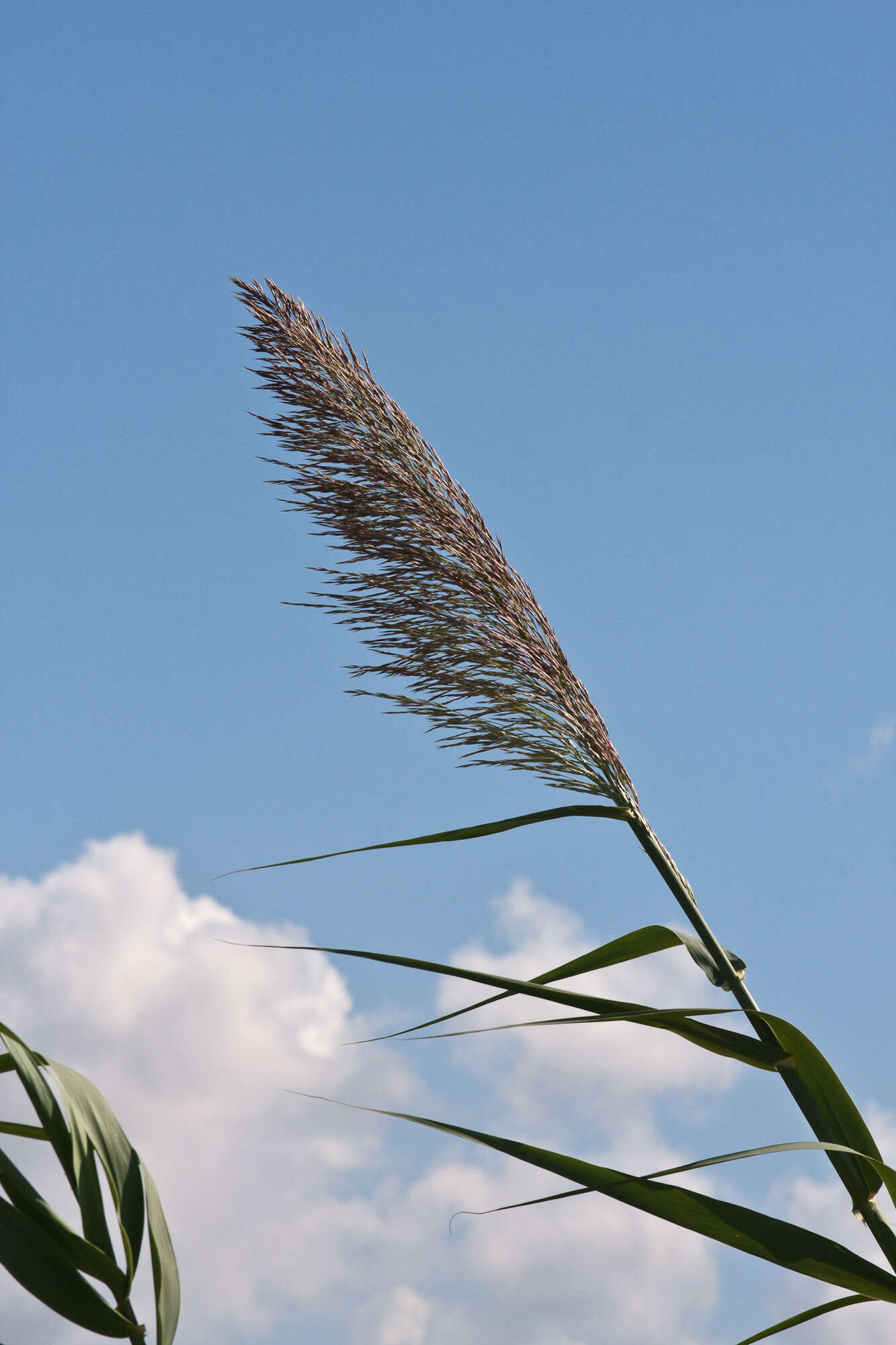 Image of giant reed