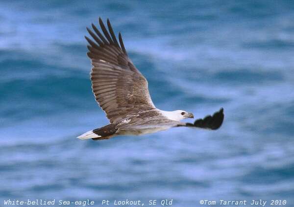 Image of Sea eagles