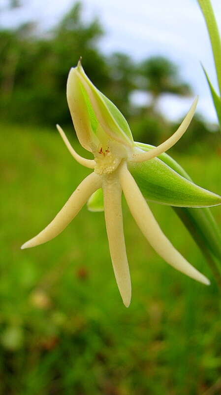 Image of Habenaria trifida Kunth