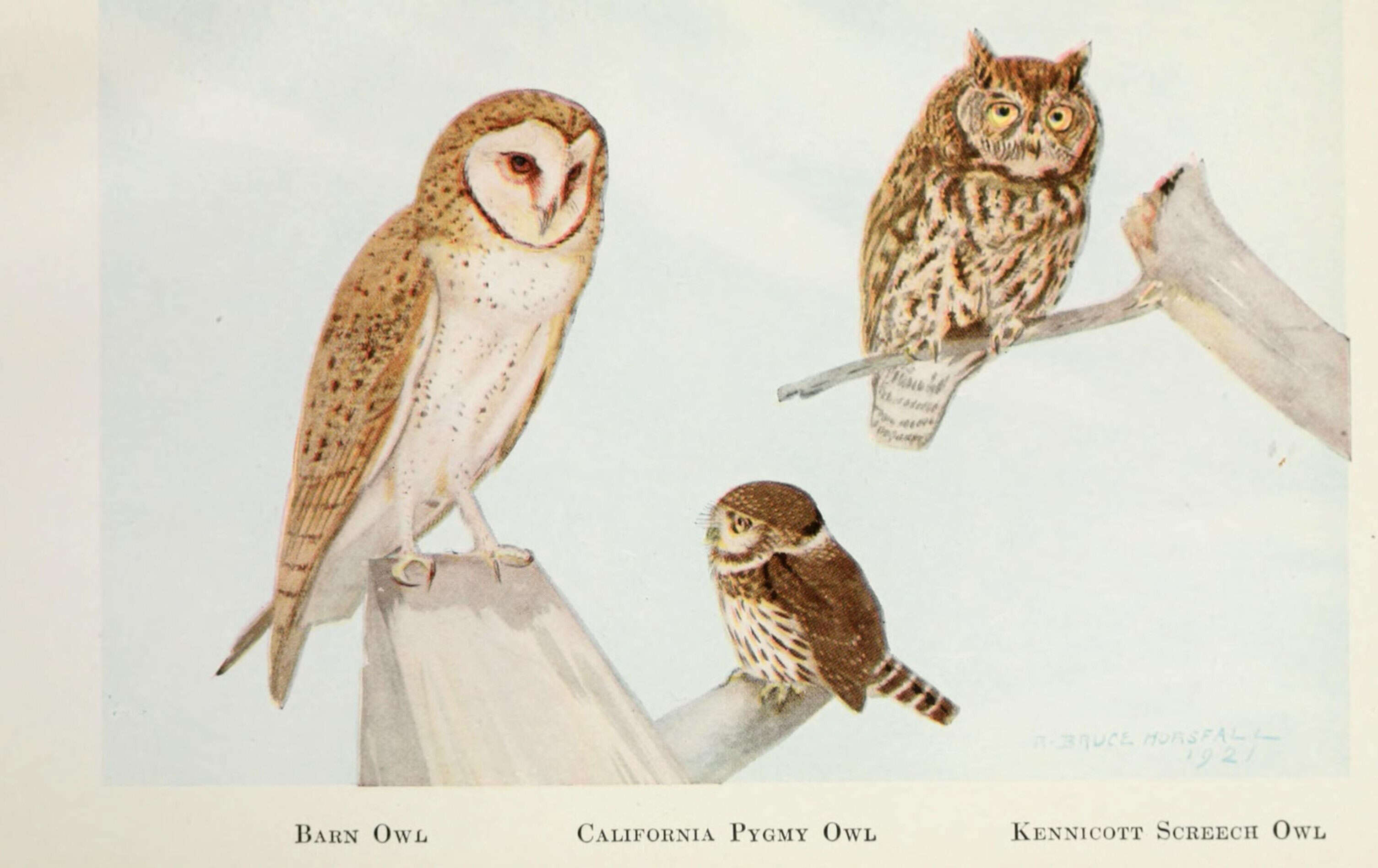 Image of barn owls, masked owls, and bay owls