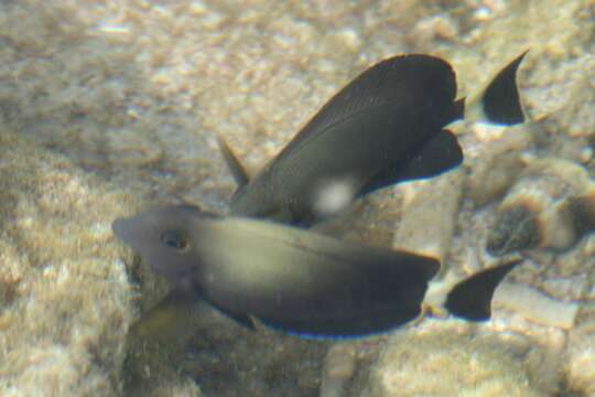 Image of Cuvier's Surgeonfish