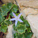 Image de Campanula fenestrellata subsp. istriaca (Feer) Damboldt