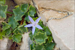 Image de Campanula fenestrellata Feer