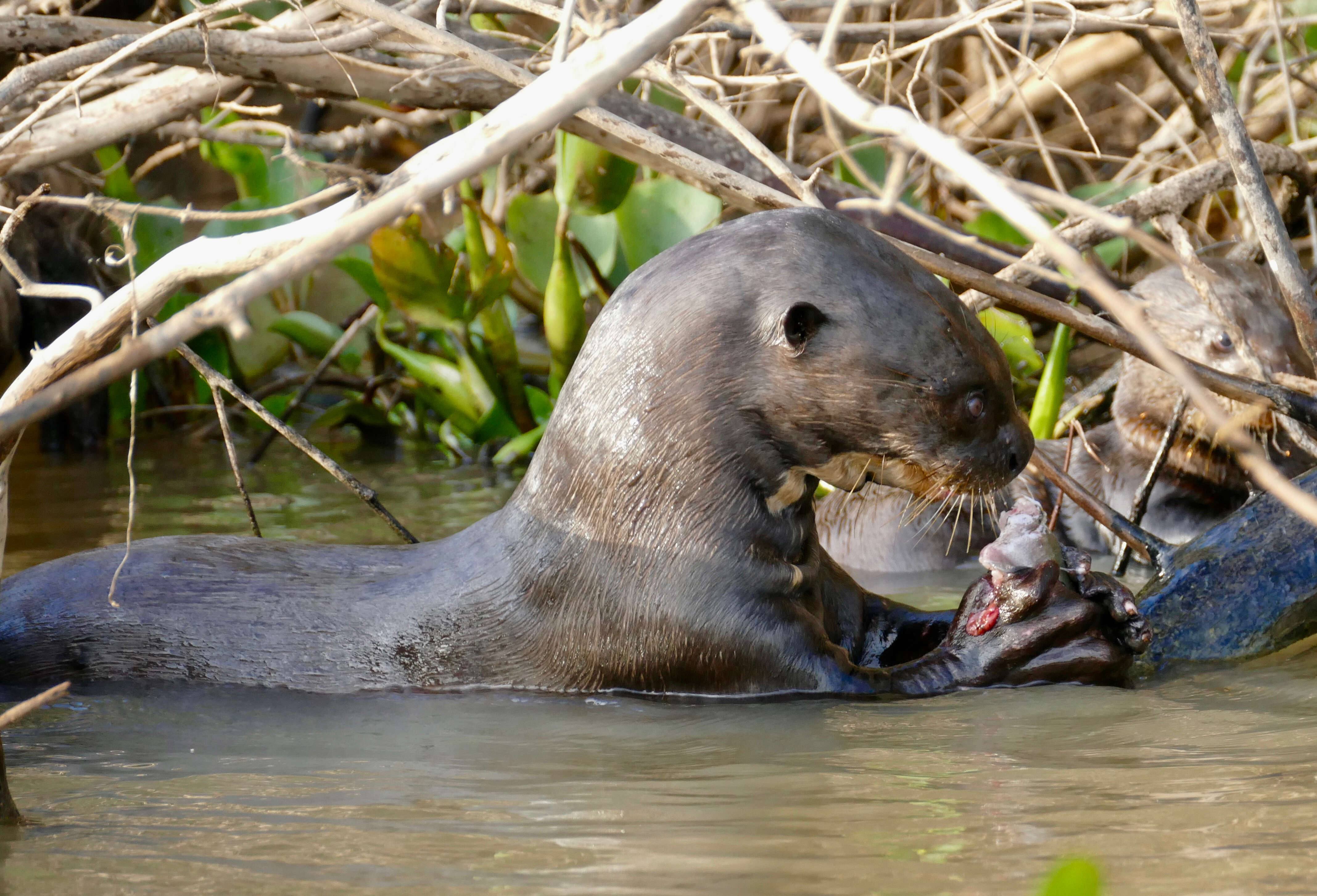 Image of giant otter