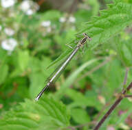 Image of Platycnemis Burmeister 1839