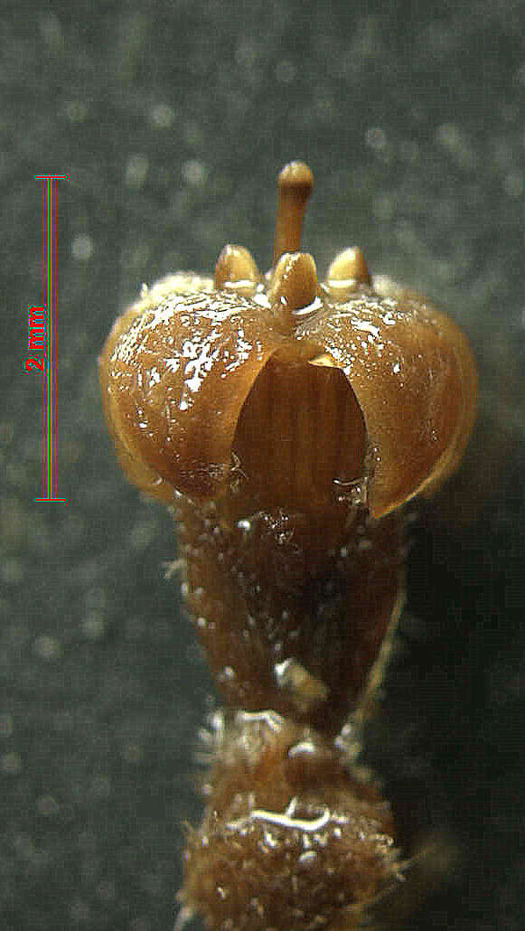 Image de Malanea revolutifolia A. Amaya & Popovkin