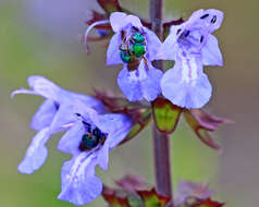 Imagem de Salvia lyrata L.