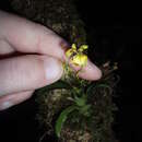 Image of Oncidium heteranthum Poepp. & Endl.