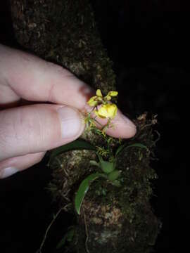 Image of Oncidium heteranthum Poepp. & Endl.