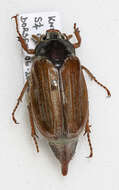 Image of Common cockchafer