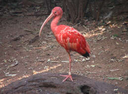 Image of Scarlet Ibis