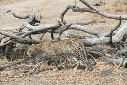 Image of Leopard