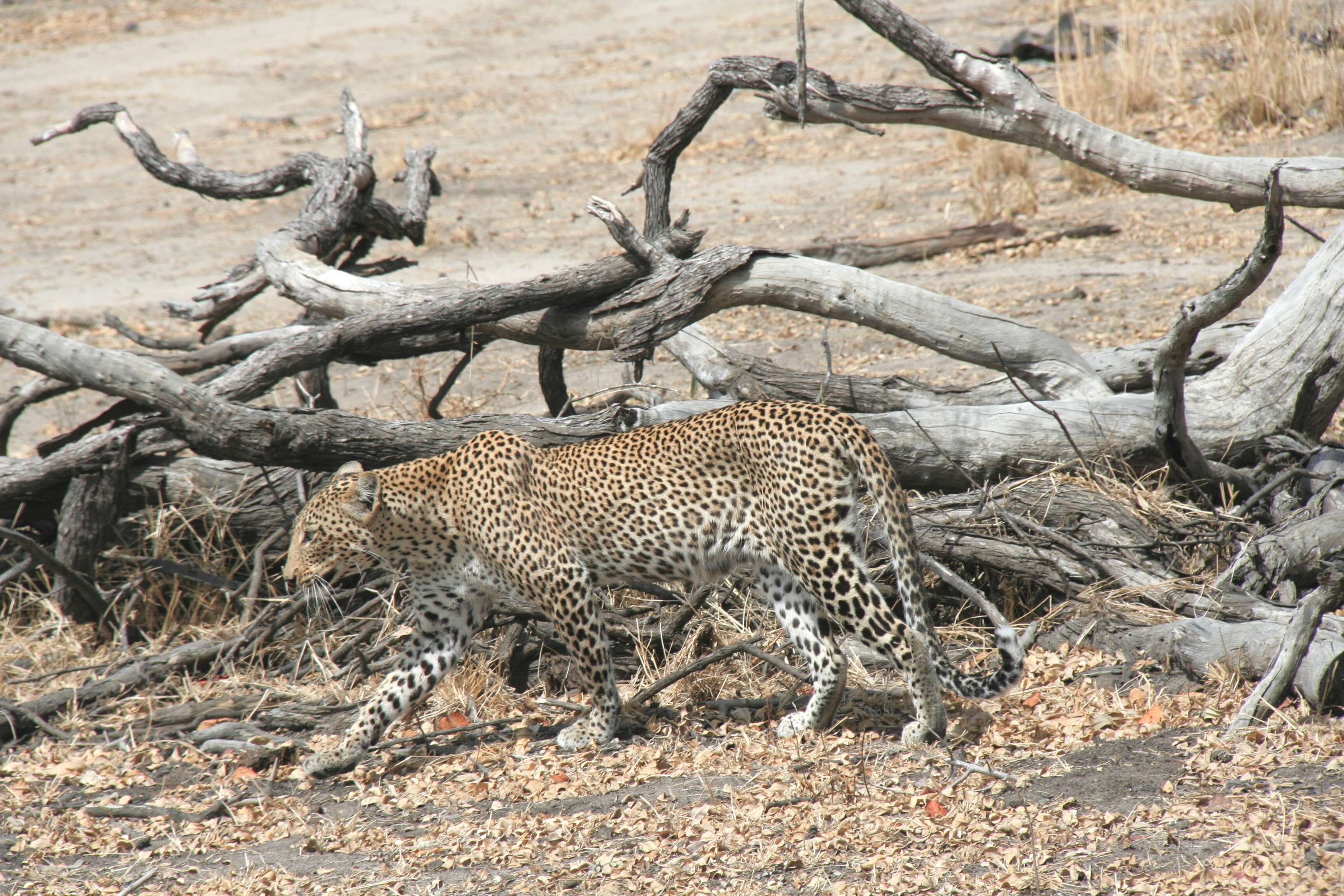 Imagem de Leopardo