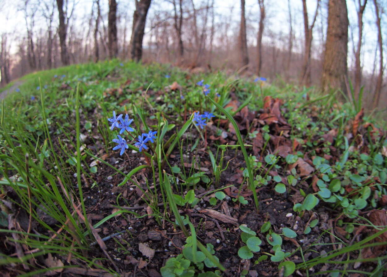 Image of Scilla vindobonensis Speta