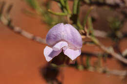 صورة Eremophila metallicorum S. Moore