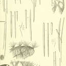 Image of Clathria (Thalysias) coppingeri Ridley 1884