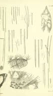 Image of Clathria subgen. Thalysias Duchassaing & Michelotti 1864