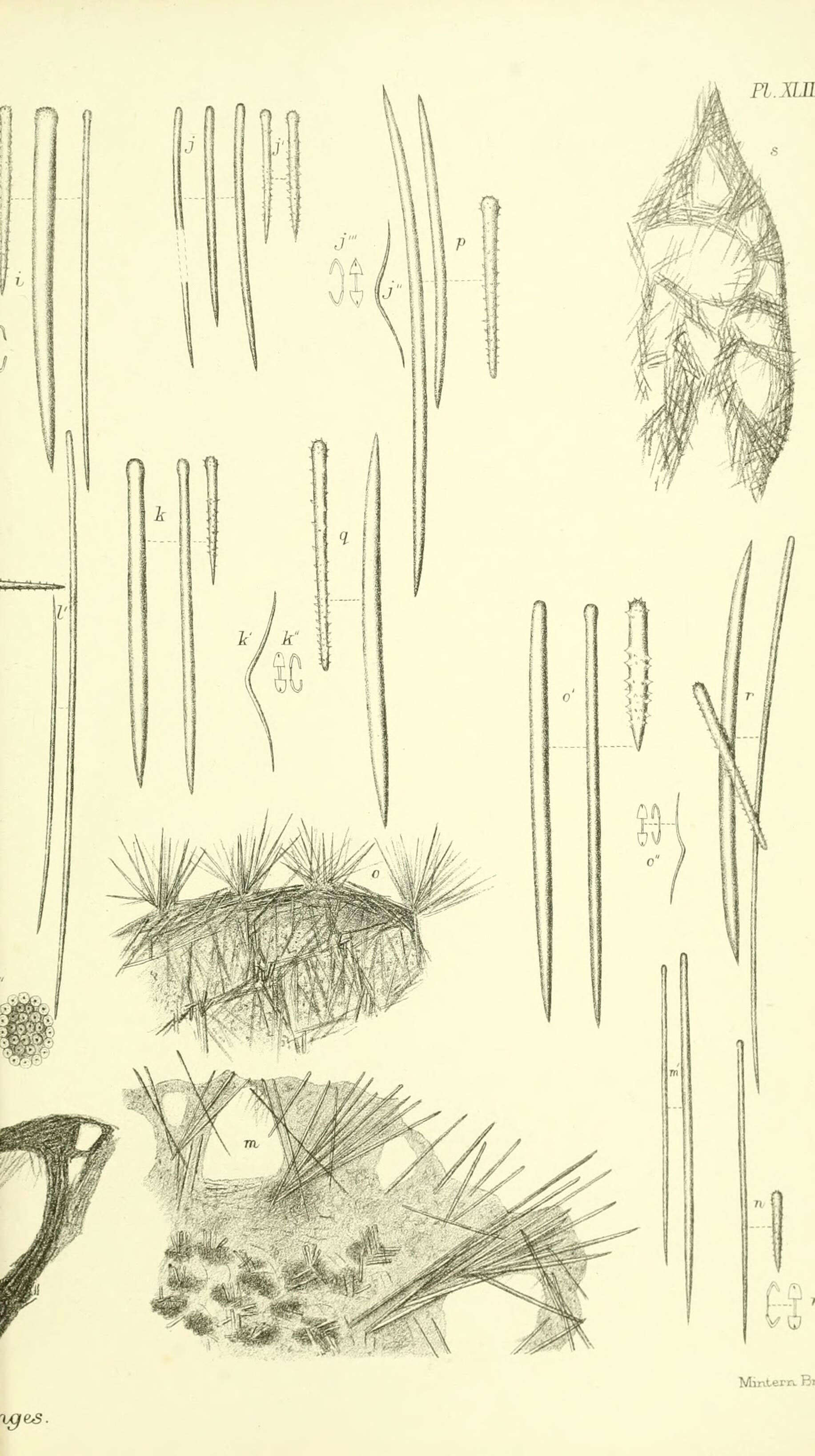 Image de Microcionidae Carter 1875