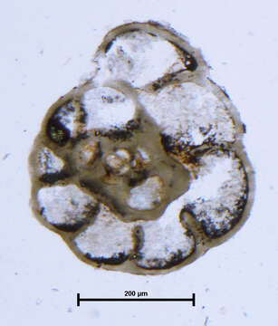 Image of Endothyra Phillips 1846