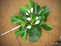 صورة Morinda asteroscepa K. Schum.