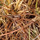 Image of Rabid Wolf Spider