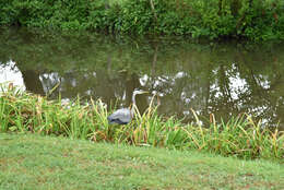 Image of Grey Heron