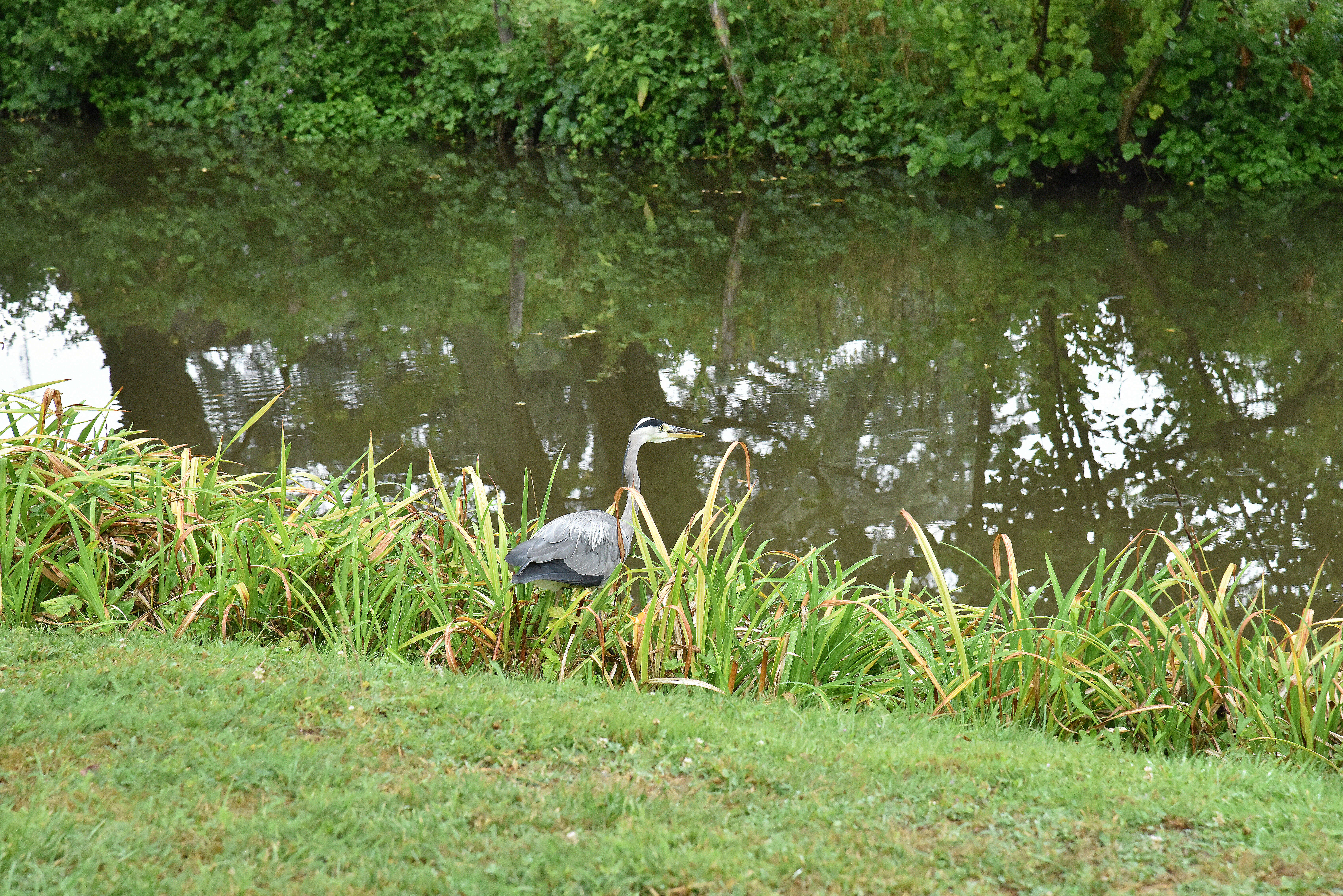 Image of Grey Heron